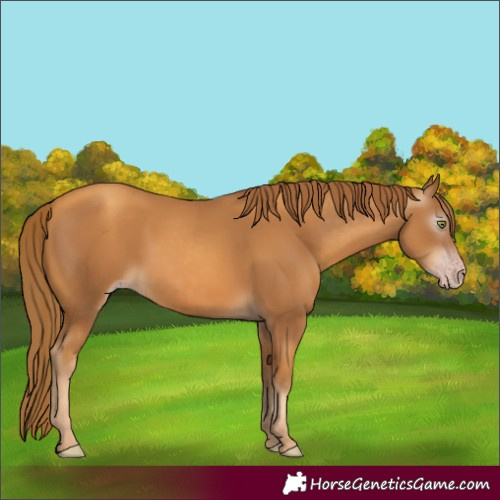 Horse Color:Gray Gold Champagne 