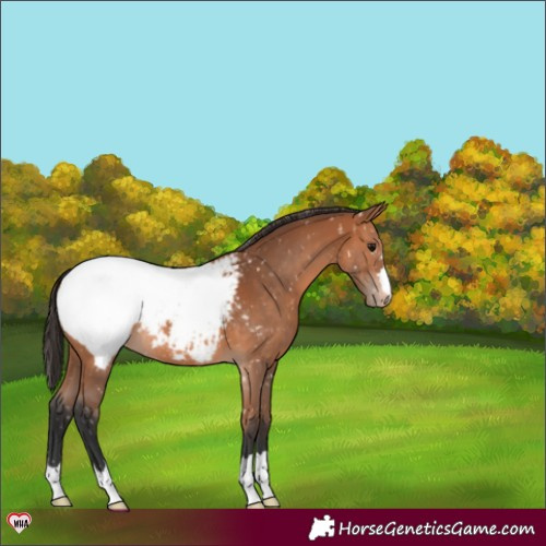 Horse Color:Bay Appaloosa 