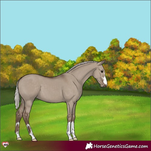 Horse Color:Silver Grullo 