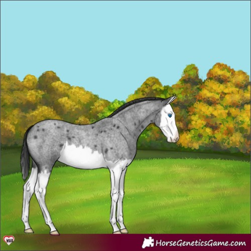 Horse Color:Blue Roan Splash 