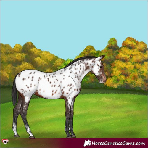 Horse Color:Brown Sabino Appaloosa 