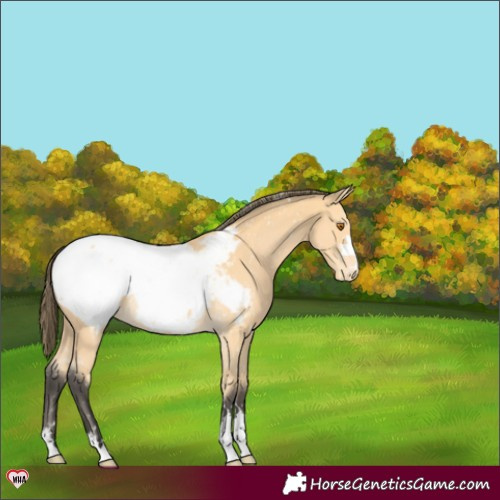 Horse Color:Buckskin Snowcap 