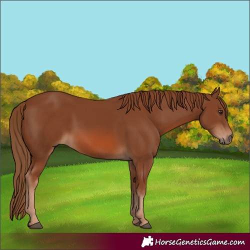 Horse Color:Chestnut 