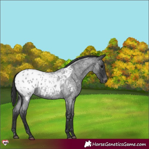 Horse Color:Blue Roan Blanket 