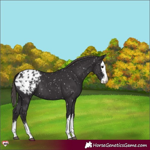 Horse Color:Smoky Black Splash Appaloosa 