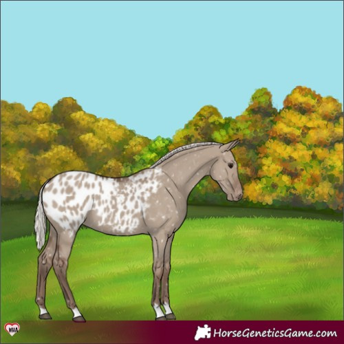 Horse Color:Silver Grullo Appaloosa 