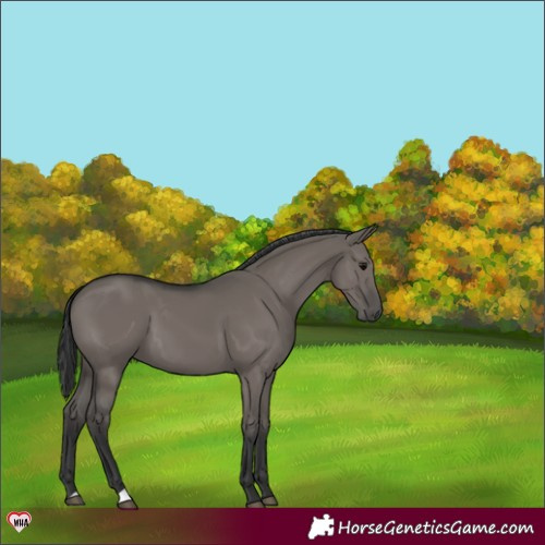 Horse Color:Grullo 