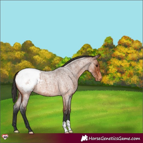 Horse Color:Bay Roan Snowcap 