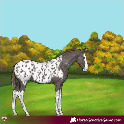 Horse Color:Smoky Grullo Splash Blanket 