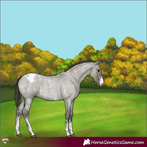 Horse Color:Grullo Roan Sabino Appaloosa Rabicano 