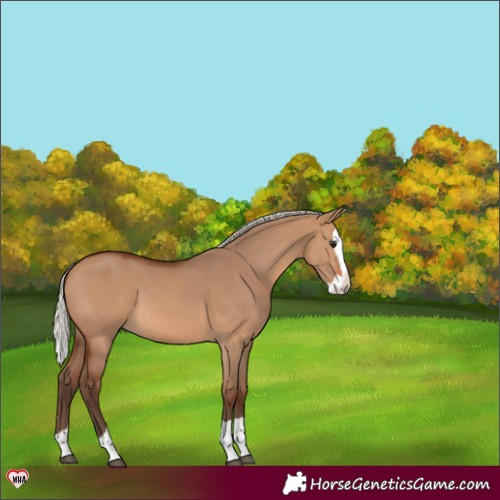 Horse Color:Silver Brown Dun Splash 