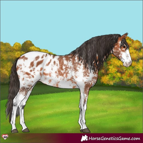 Horse Color:Bay Sabino Blanket Rabicano