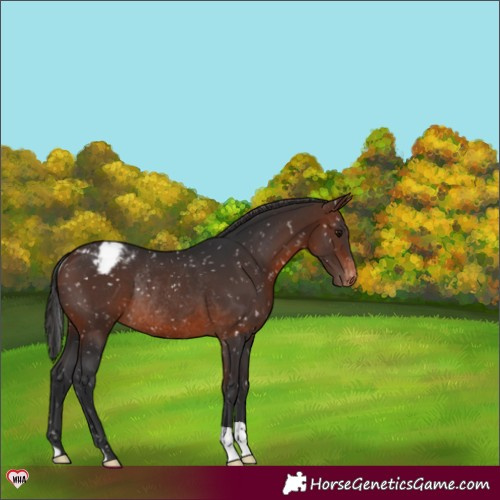 Horse Color:Brown Snowflake VarnishRabicano 