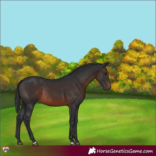 Horse Color:Brown Rabicano 