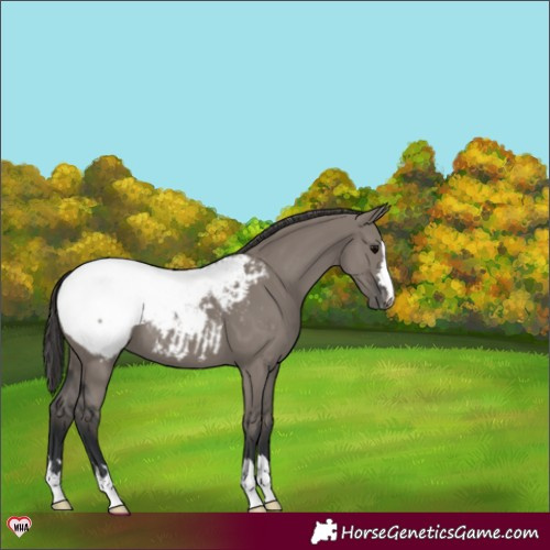 Horse Color:Grullo Appaloosa 