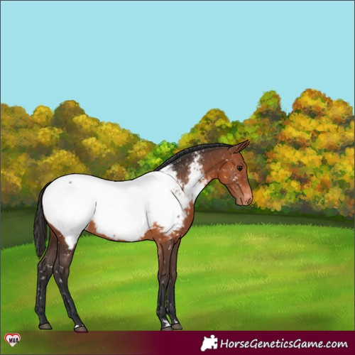 Horse Color:Brown Appaloosa 