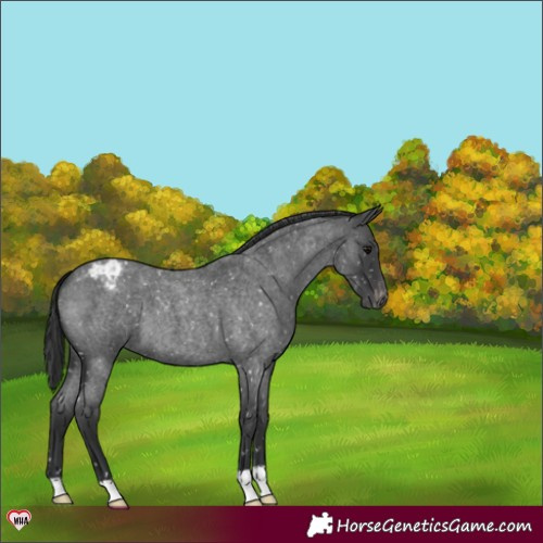 Horse Color:Blue Roan Appaloosa 