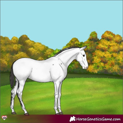 Horse Color:Grullo Appaloosa 