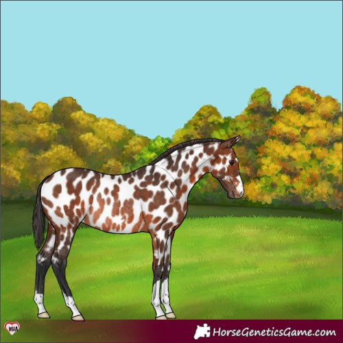 Horse Color:Brown Appaloosa Rabicano 