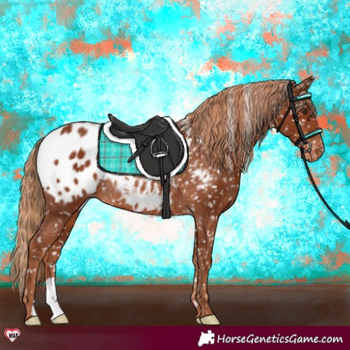 Horse Color:Chestnut Appaloosa Rabicano