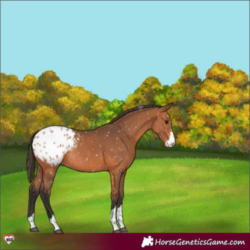 Horse Color:Bay Blanket Rabicano 