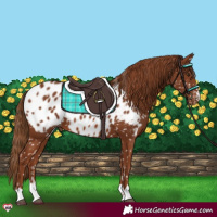 Horse Color:Chestnut Near Leopard 