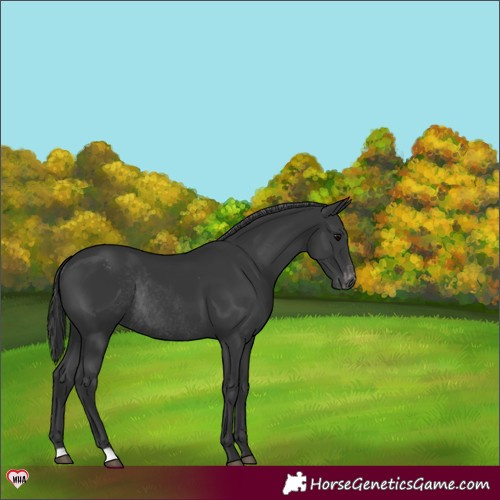 Horse Color:Black Appaloosa Rabicano 
