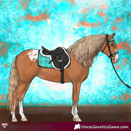 Horse Color:Chestnut Appaloosa 