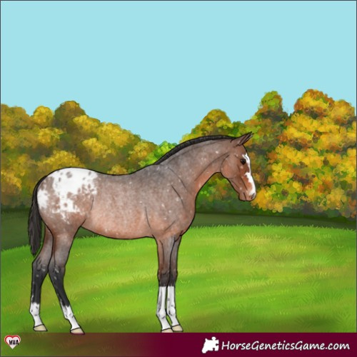 Horse Color:Brown Roan Appaloosa Rabicano 
