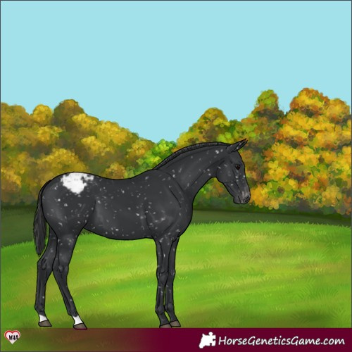 Horse Color:Black Appaloosa 
