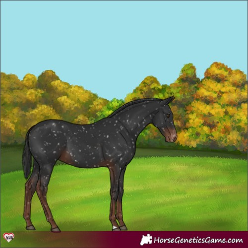 Horse Color:Liver Chestnut Appaloosa 