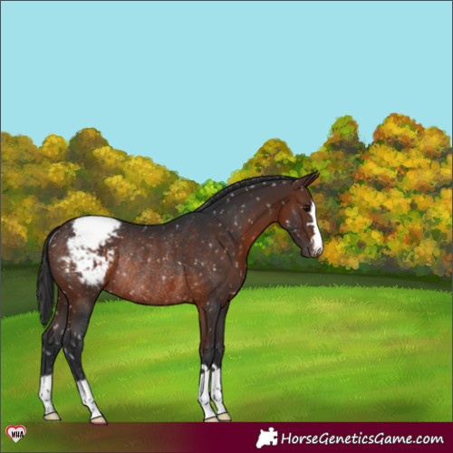 Horse Color:Brown Snowcap Rabicano 