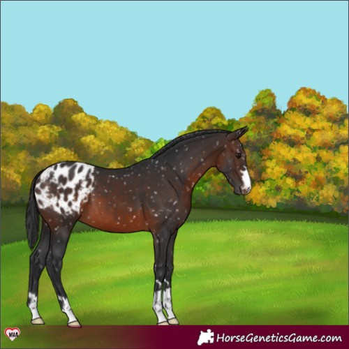 Horse Color:Brown Appaloosa 