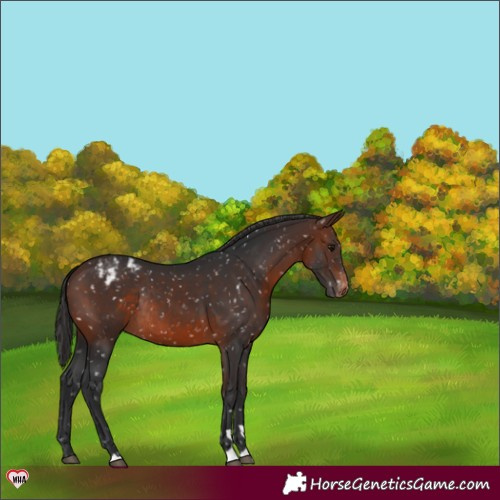 Horse Color:Brown Appaloosa Rabicano 