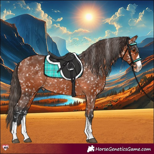 Horse Color:Bay Blanket Rabicano 