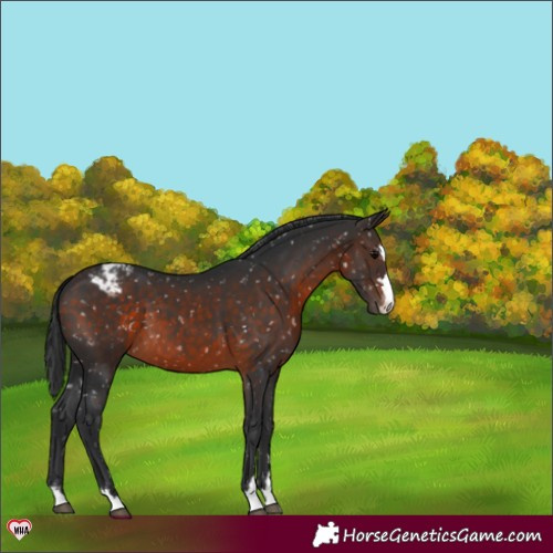 Horse Color:Brown Appaloosa 