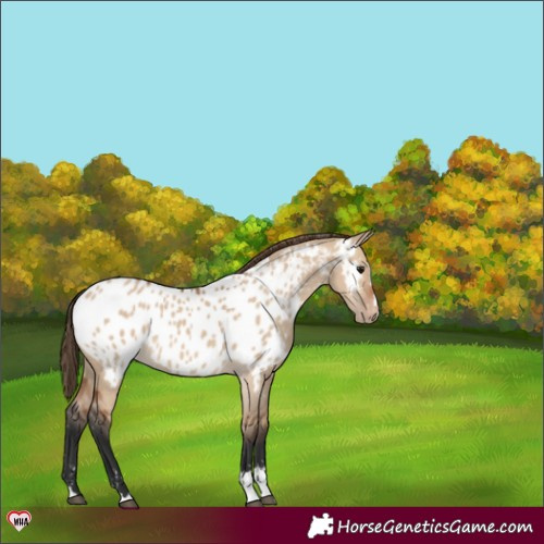 Horse Color:Bay Dun Blanket 