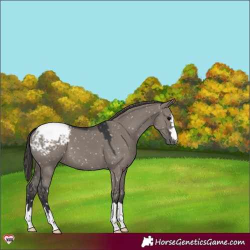 Horse Color:Grullo Appaloosa 