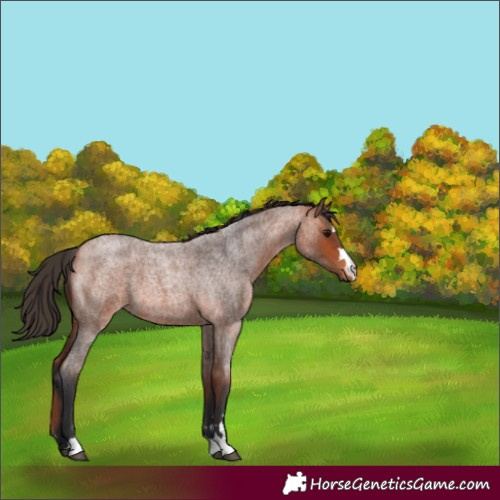 Horse Color:Bay Roan