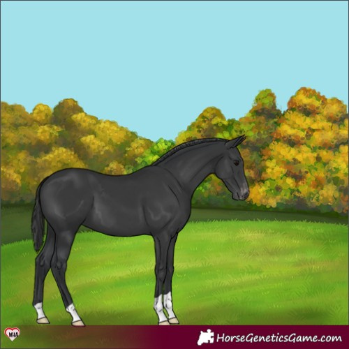 Horse Color:Black Appaloosa 