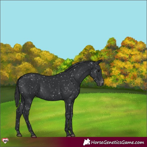 Horse Color:Black Appaloosa 