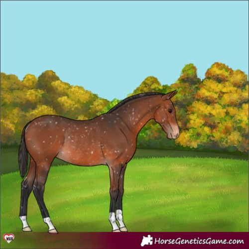 Horse Color:Bay Appaloosa Rabicano 