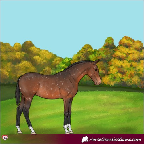 Horse Color:Brown Appaloosa Rabicano 