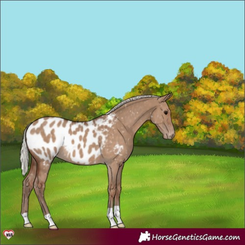 Horse Color:Silver Grullo Appaloosa 