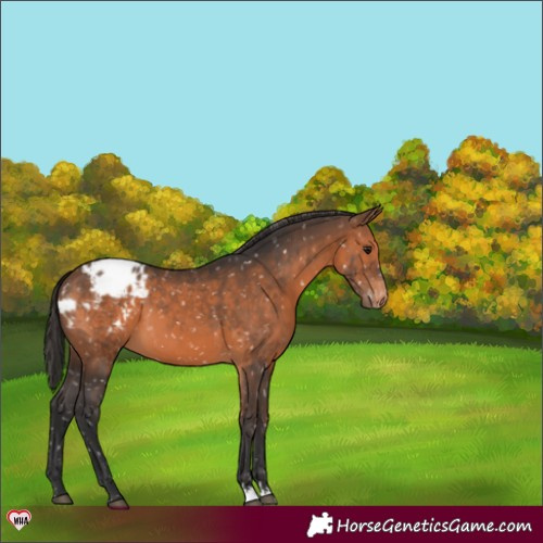 Horse Color:Brown Appaloosa 