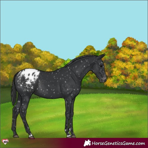 Horse Color:Black Appaloosa Rabicano 