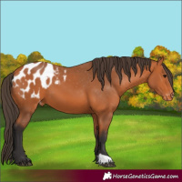 Horse Color:Bay Appaloosa 