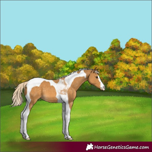 Horse Color:Palomino Tobiano 
