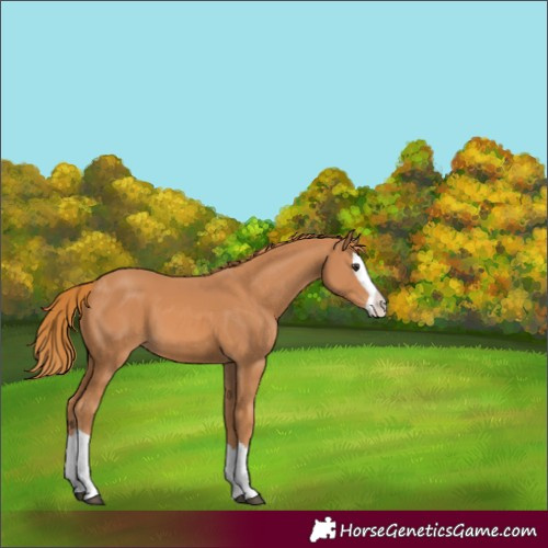 Horse Color:Chestnut Splash 