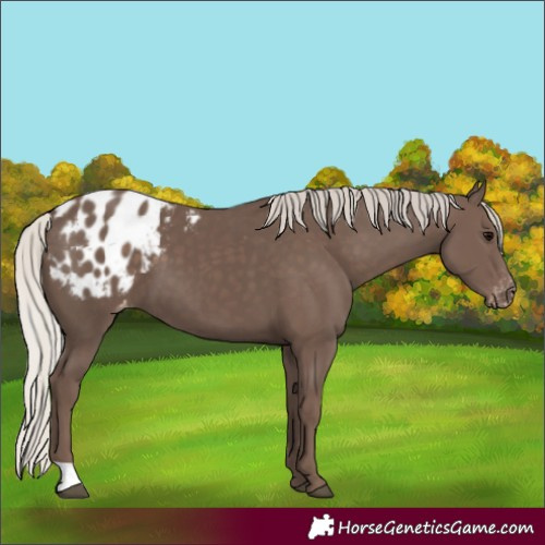 Horse Color:Silver Black Appaloosa 